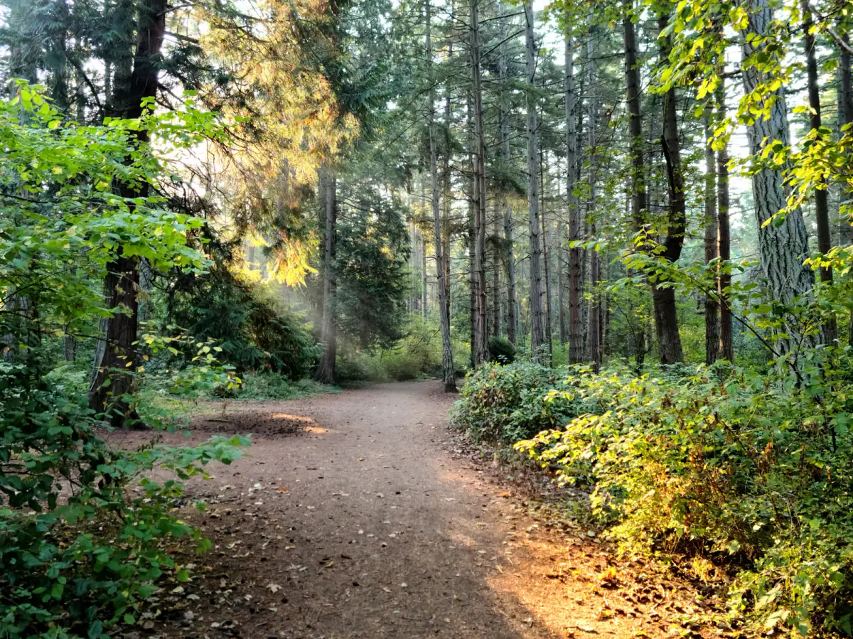 High school cross country runners striding along a wooded trail at sunrise