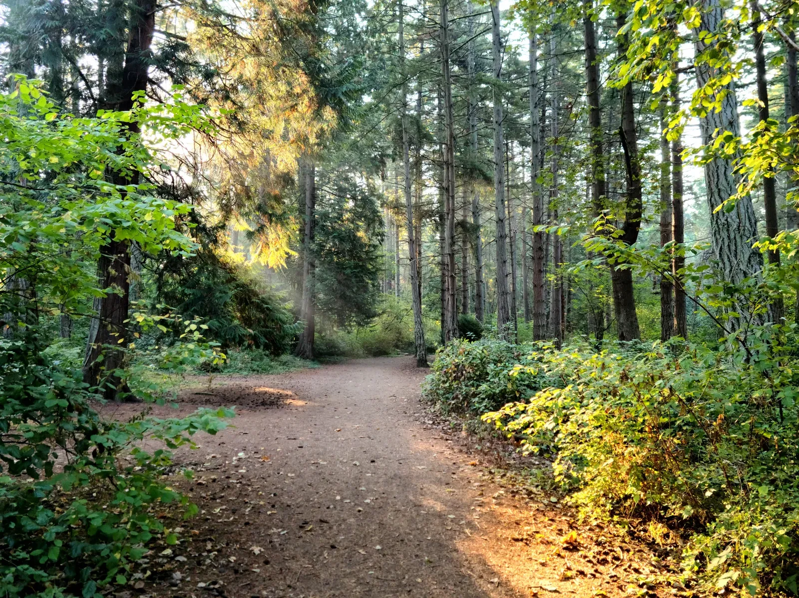 High school cross country runners striding along a wooded trail at sunrise