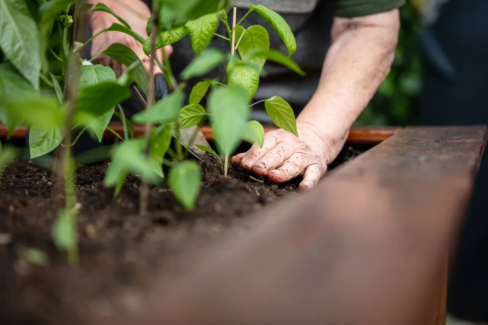 An older woman planting pepper seedlings in a raised garden bed